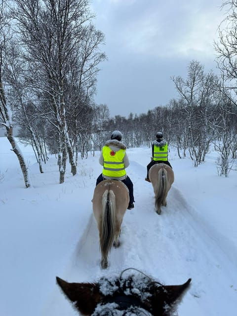 tromso-winter-horseback-riding-tour