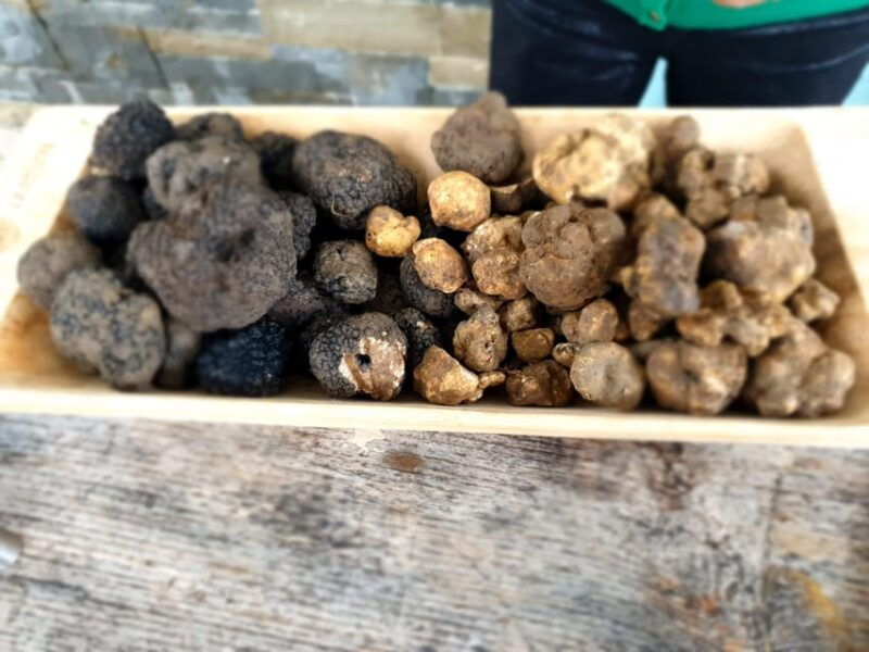 truffle-hunting-istrian-gems-motovun-opatija-day-trip