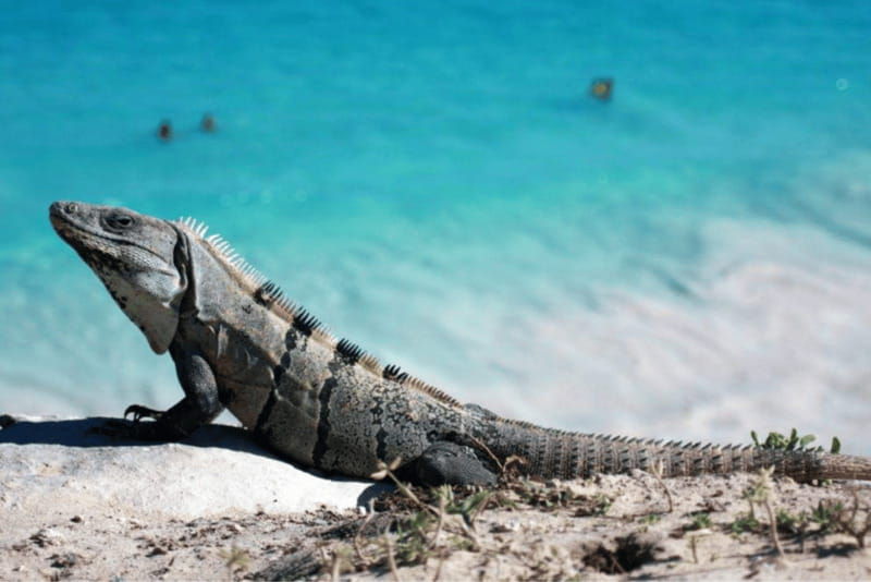 tulum-ruins-archaeological-zone-guided-walking-tour