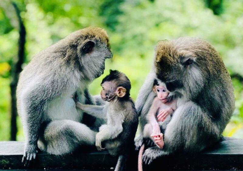 ubud-monkey-forest-sanctuary-jungle-swing-half-day-tour