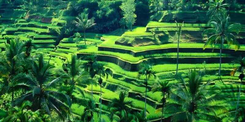 ubud-vw-safari-bali-tour