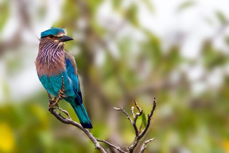 udawalawa-national-park-all-inclusive-private-day-tour