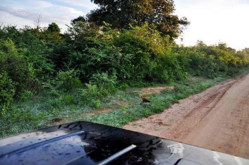 udawalawe-national-park-private-safari-from-kalutara