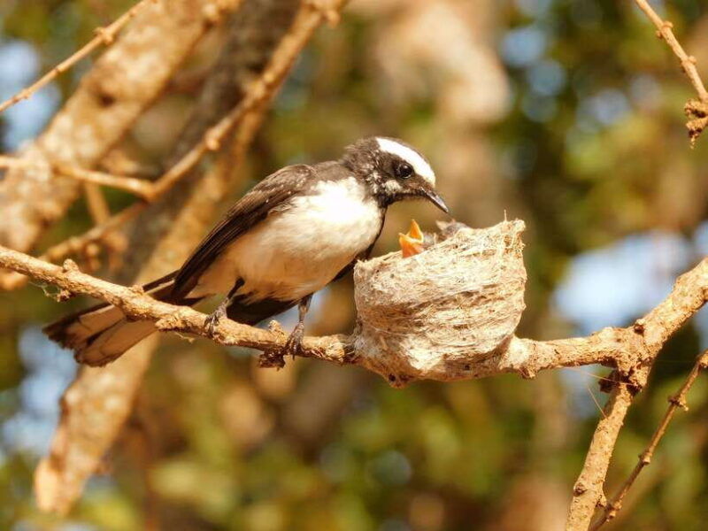 udawalawe-national-park-safari-tour-from-tissamaharama-yala