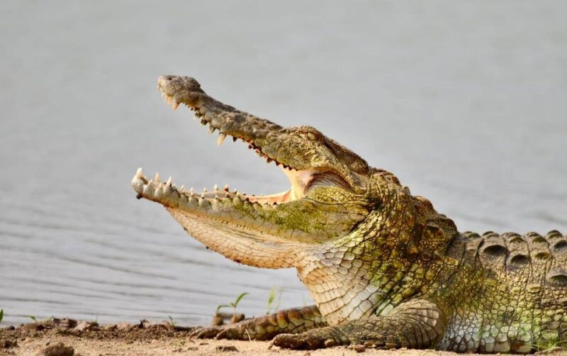 udawalawe-national-park-safari-with-experienced-driver-2