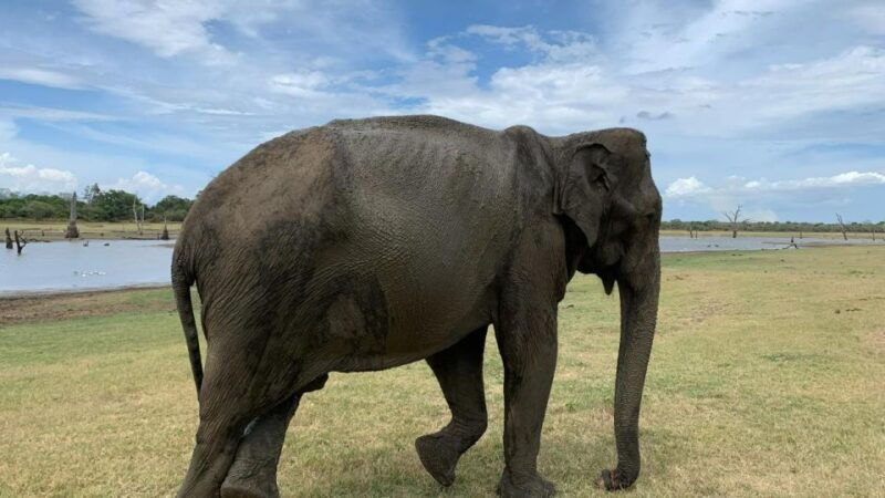 udawalawe-national-park-wildlife-safari-from-bentota