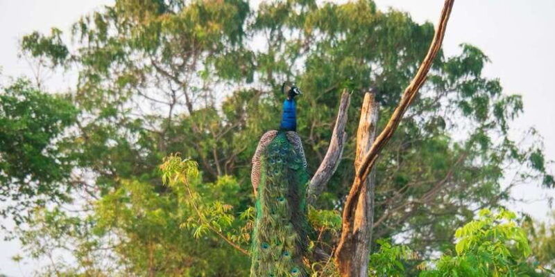 udawalawe-safari-private-tour-%f0%9f%90%98