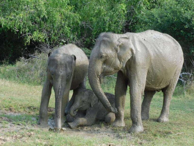 udawalawe-safari-tour-from-hambantota-portshore-excursion