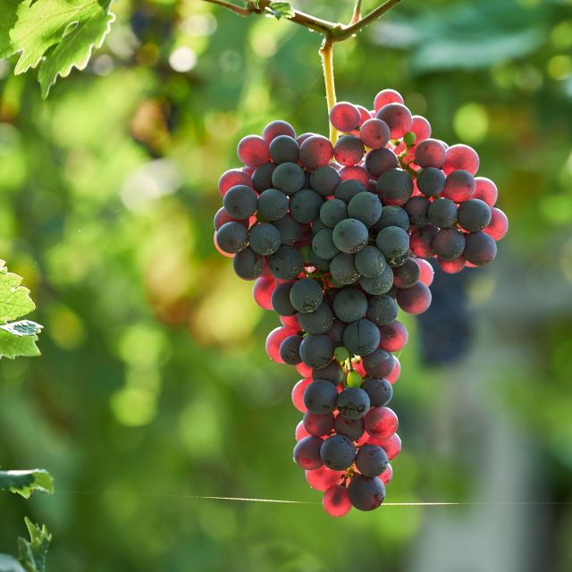 valpolicella-amarone-experience-with-cantina-visit