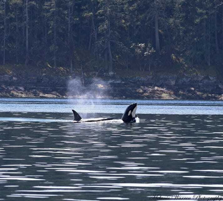 vancouver-bc-whale-watching-tour-small-zodiac-with-guide