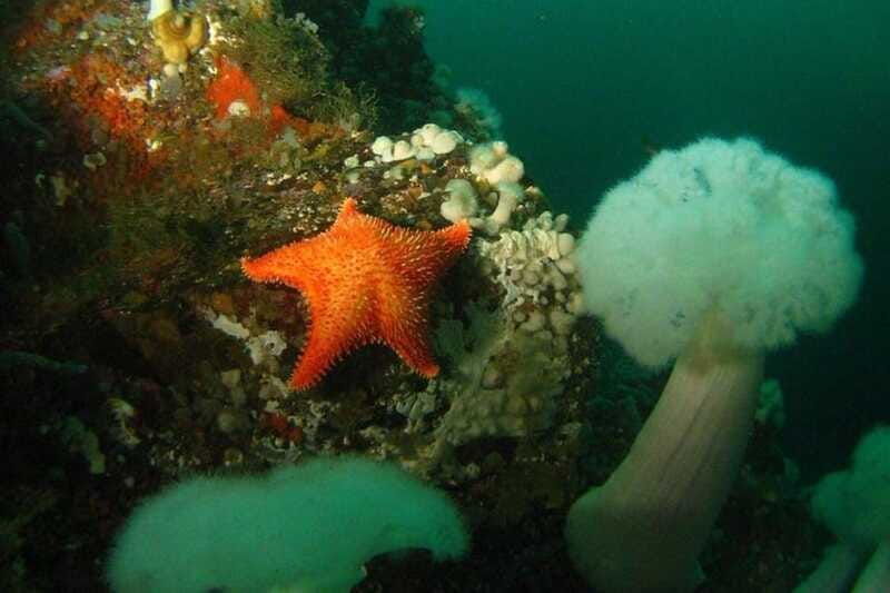 vancouver-boat-dive-for-certified-diver-tank-weight-incl