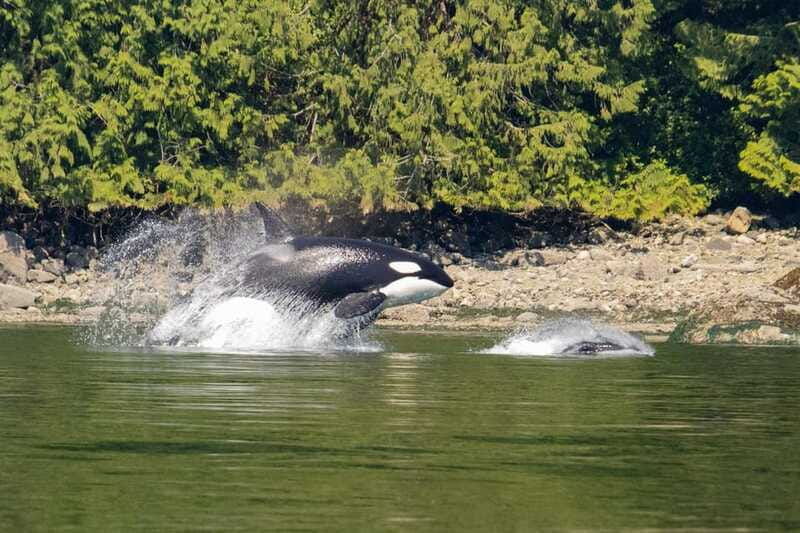 vancouver-island-campbell-river-whales-wildlife-adventure