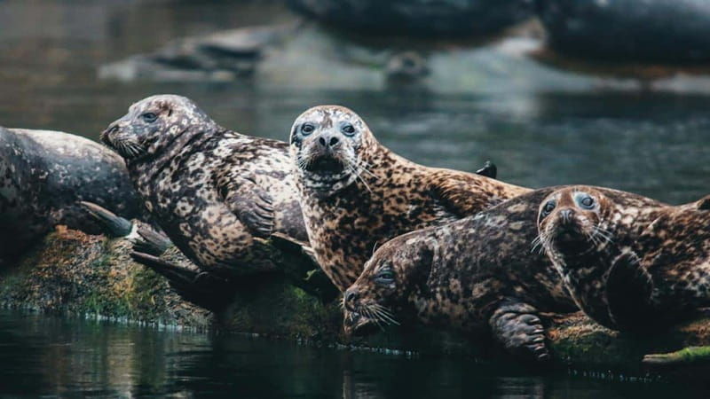 vancouver-waterfront-sightseeing-tour-city-and-nature