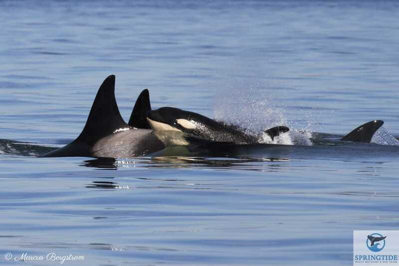 victoria-3-hour-whale-watching-tour