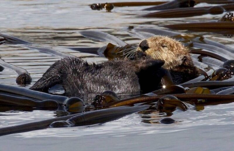 victoria-bc-marine-wildlife-whale-watch-tour