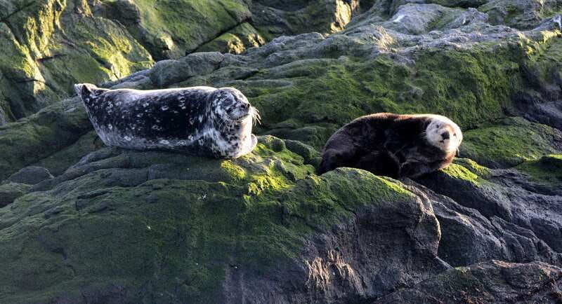 victoria-guided-wildlife-watching-tour-by-catamaran