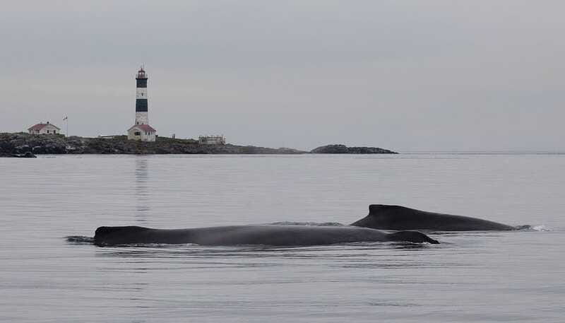 victoria-morning-whale-watching-tour-in-scarab-boat