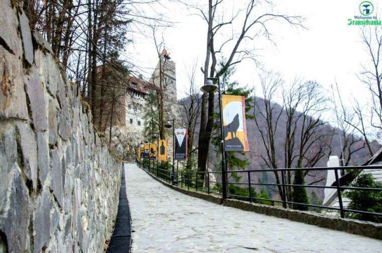 visit-bear-sanctuary-and-bran-castle-from-brasov