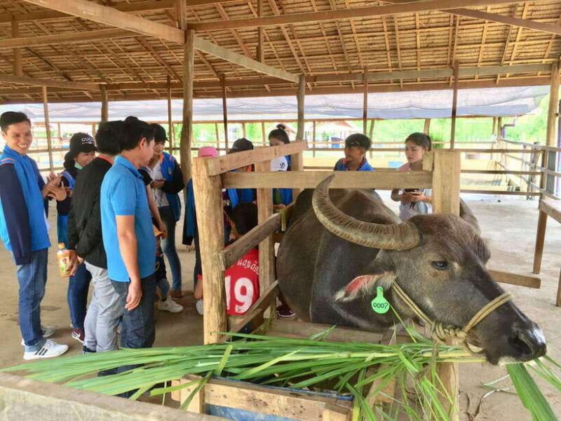 visit-buffalo-farm-cooking-class-forest-kuang-si-waterfall