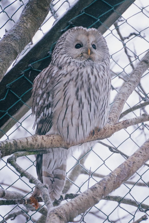visit-ranua-wildlife-park-with-photographer