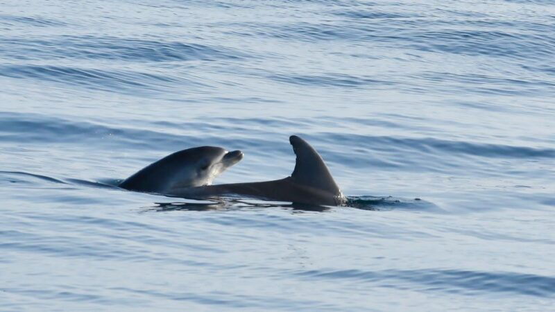 vrsar-dolphin-watching-boat-ride