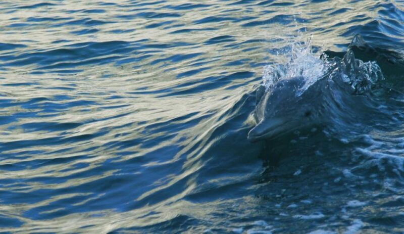 vrsar-dolphin-watching-boat-tour-including-drinks-2