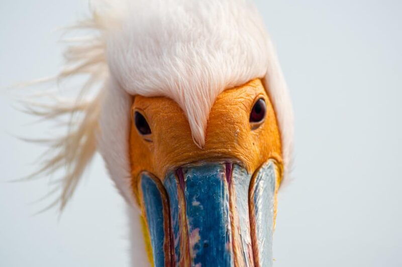 walvis-bay-pelican-point-birding-and-cape-fur-seal-tour