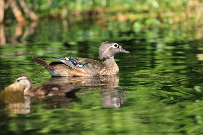 wekiva-wildlife-kayaking-adventure-tour-2