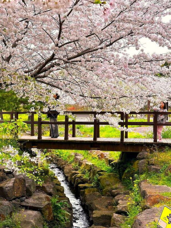 west-jeju-cherry-blossom-strawberry-picking-small-group-tour