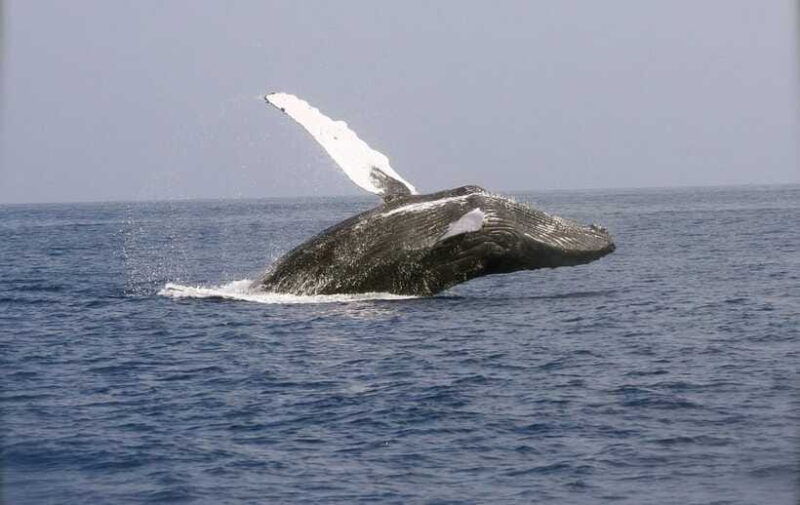 whale-watching-day-tour-to-mirissa