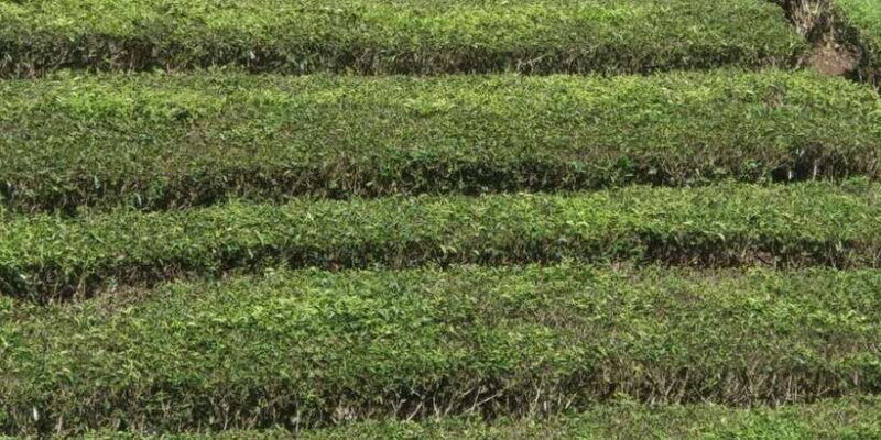 white-crater-tea-plantation-tour-guide-bandung