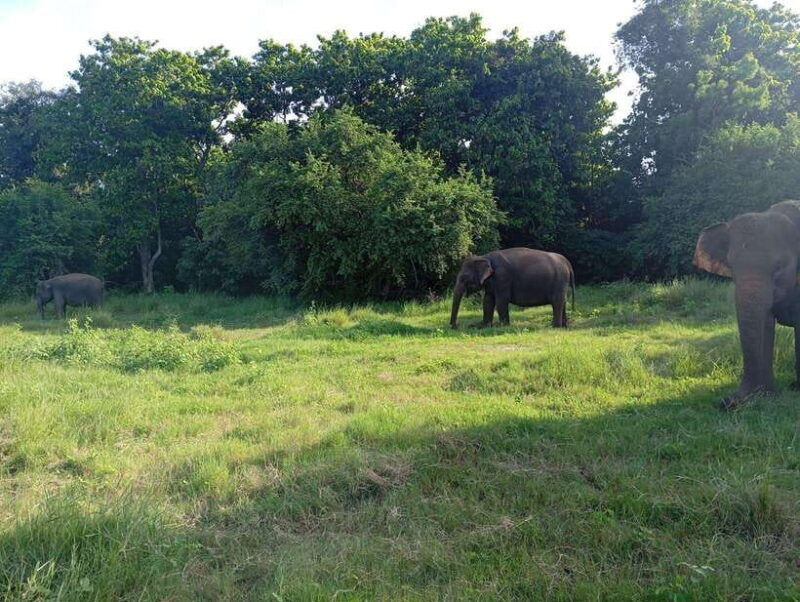 wildlife-experience-at-minneriya-national-park-safari