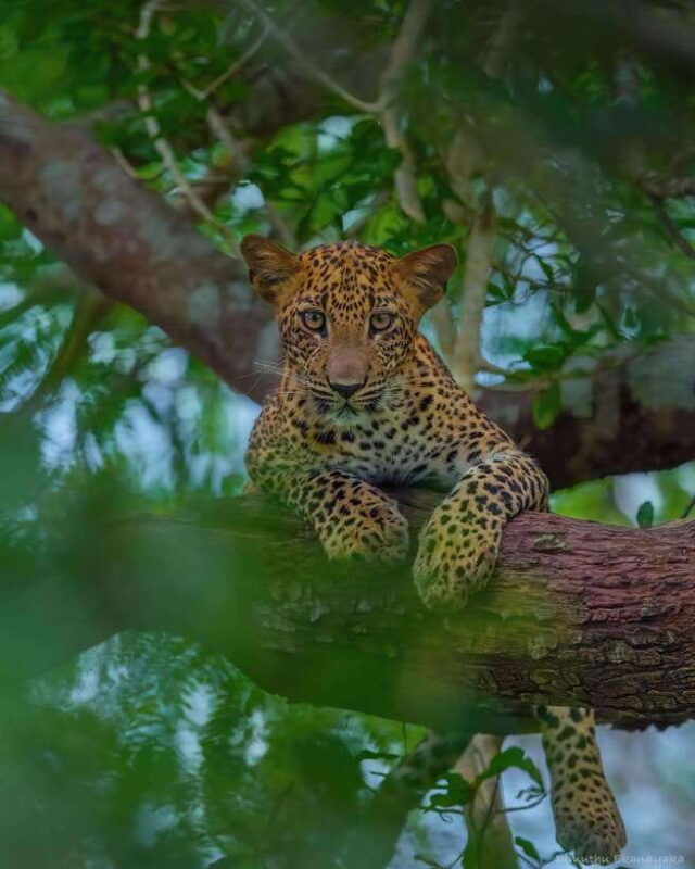 wilpattu-all-inclusive-private-full-day-jeep-safari-12h