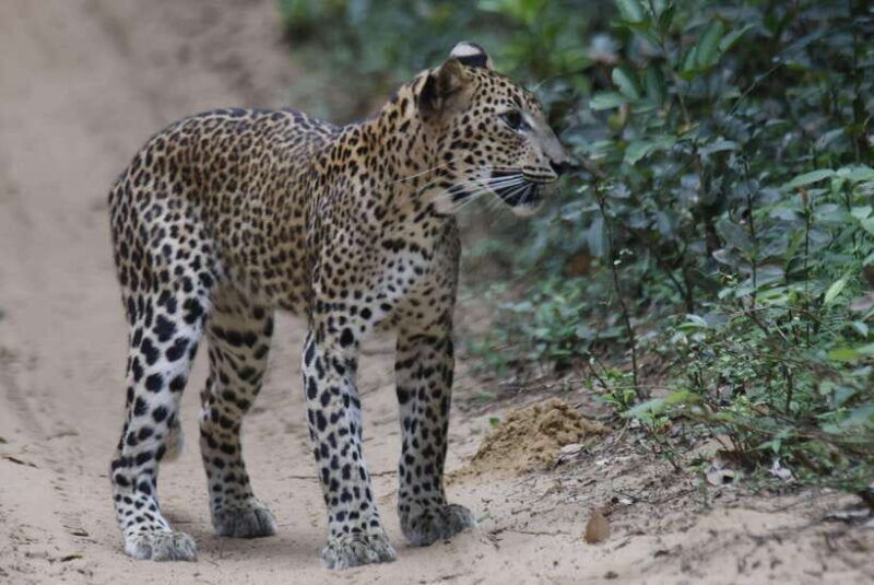 wilpattu-national-park-5-hours-12-hours-day-tours