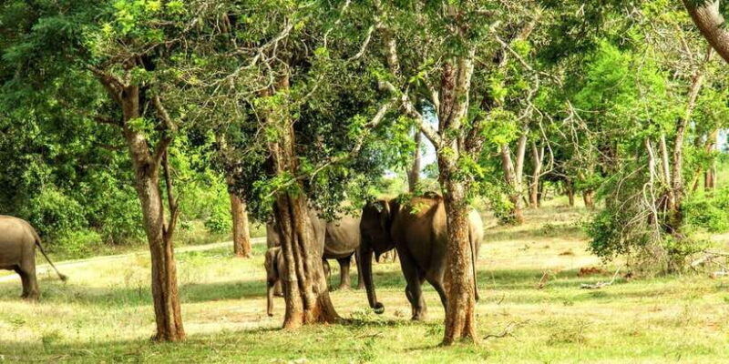 wilpattu-national-park-full-day-safari-0600am-1800pm-2