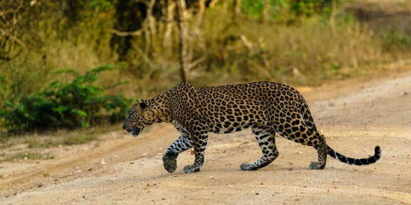 wilpattu-national-park-full-day-safari-0600am-1800pm