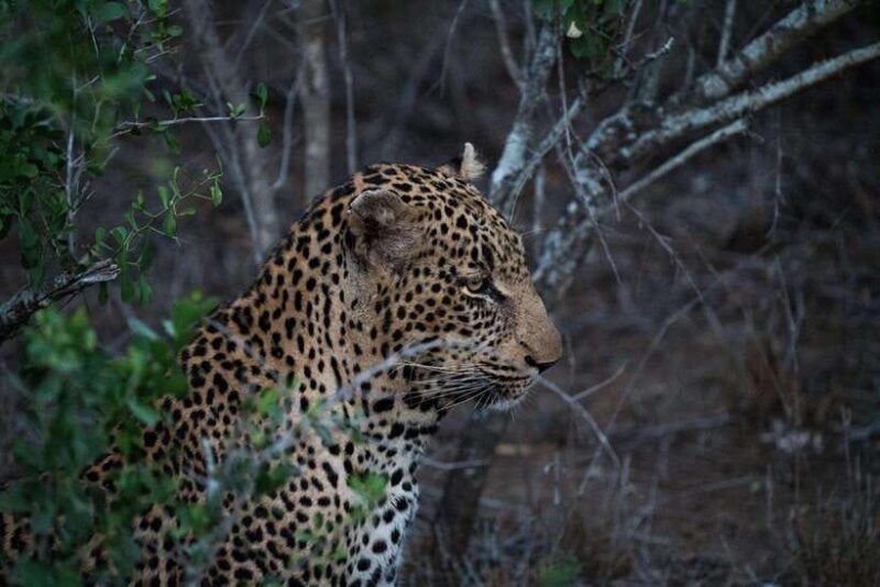wilpattu-national-park-morning-or-evening-jeep-safari