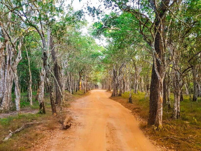 wilpattu-national-park-private-safari-12hrs