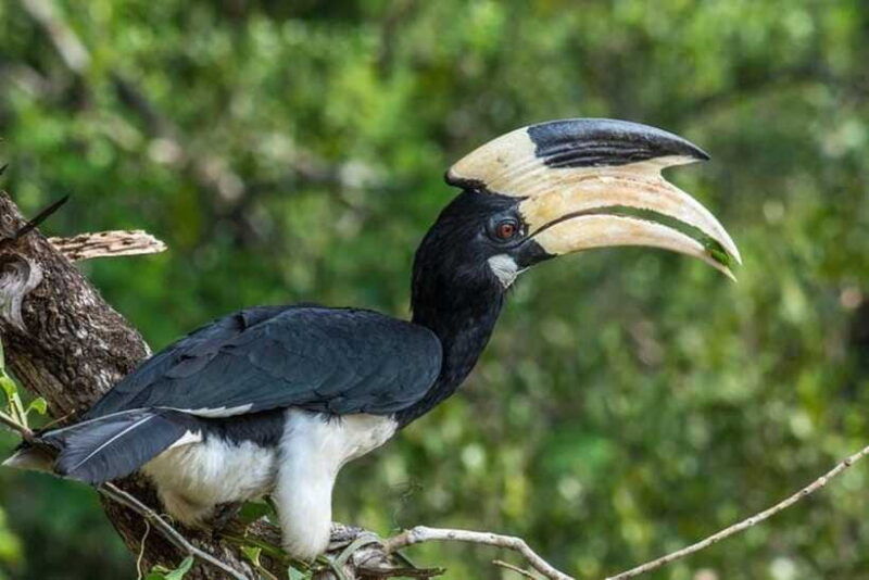 wilpattu-national-park-safari-jeep-tour