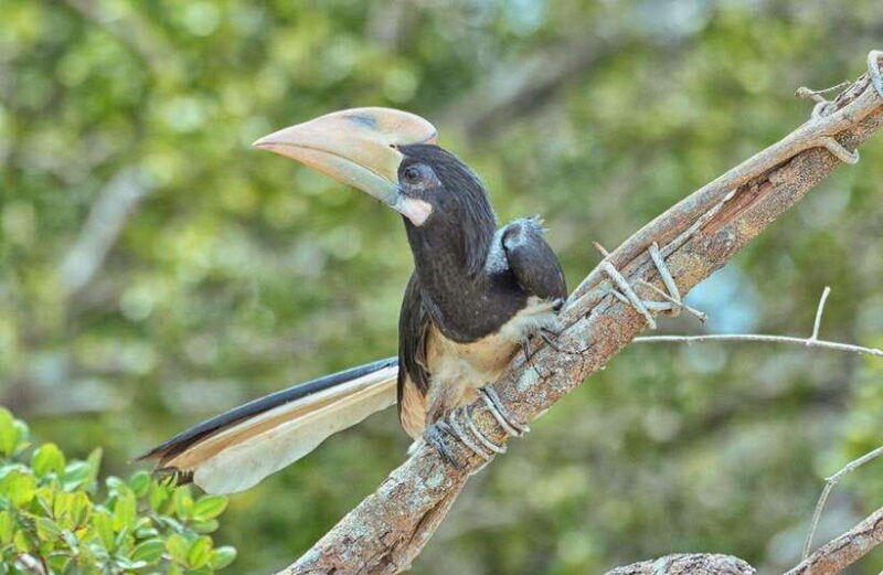 wilpattu-national-park-safari