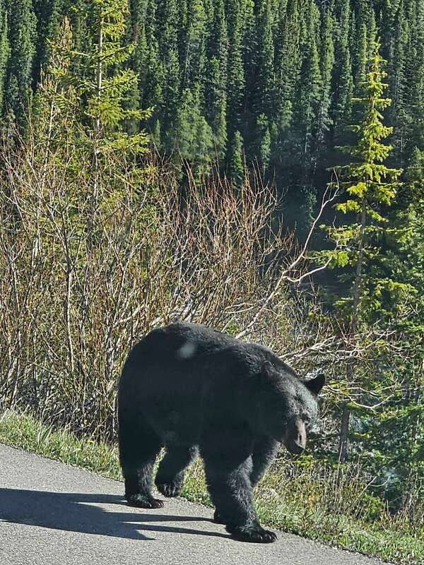 winter-full-day-private-tour-banff-icefield-parkway-trip