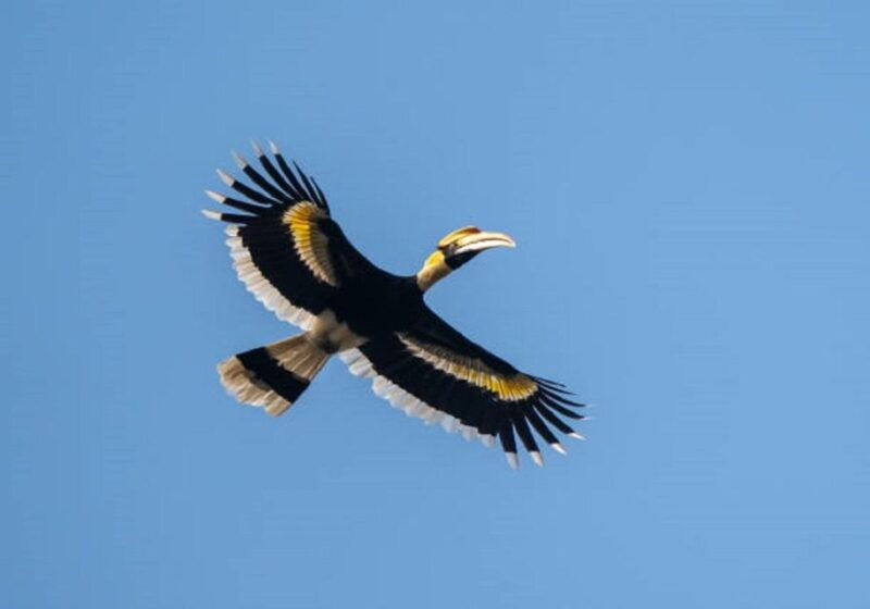 wonders-of-wildlife-4-day-chitwan-national-park-tour