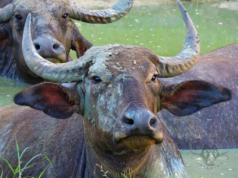 yala-national-park-7-hour-12-hour-leopard-safari-tours