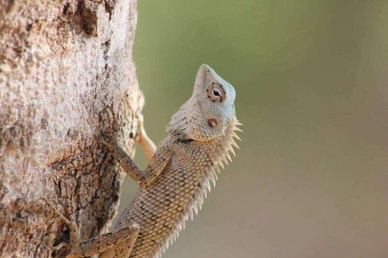 yala-national-park-full-day-wildlife-safari-with-lunch