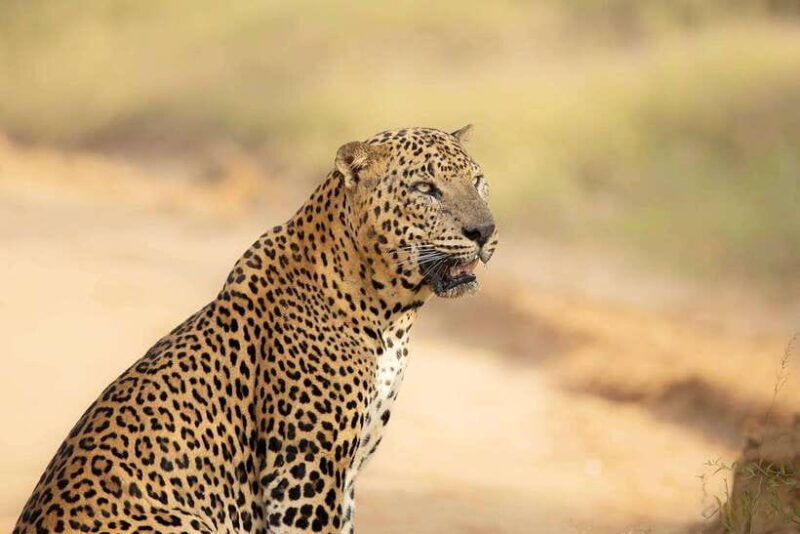 yala-national-park-half-day-or-full-day-safari-tours