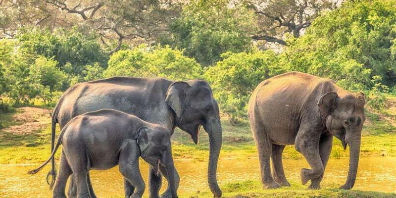 yala-national-park-leopard-safari-day-tour-from-colombo