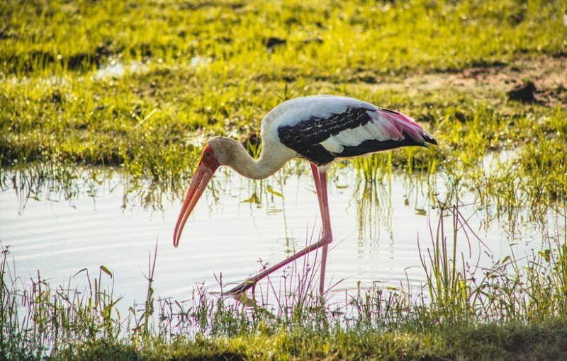 yala-national-park-leopard-safari-half-full-day-safari