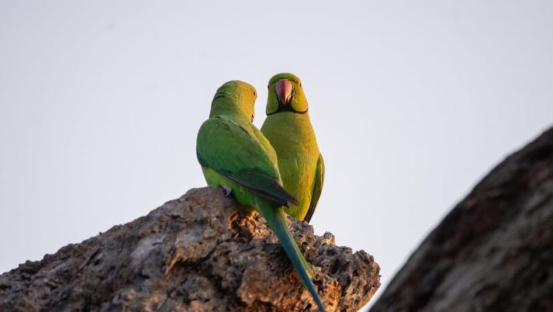 yala-national-park-private-full-day-safari-0400-1800