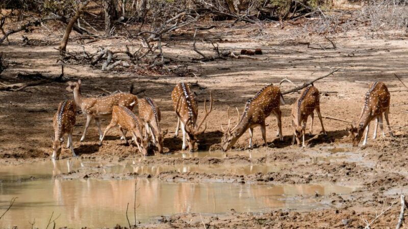 yala-national-park-private-safari-day-trip-with-lunch