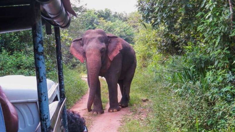 yala-national-park-private-safari-from-ella